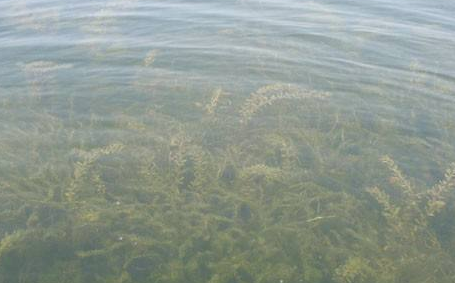 水质生物监测