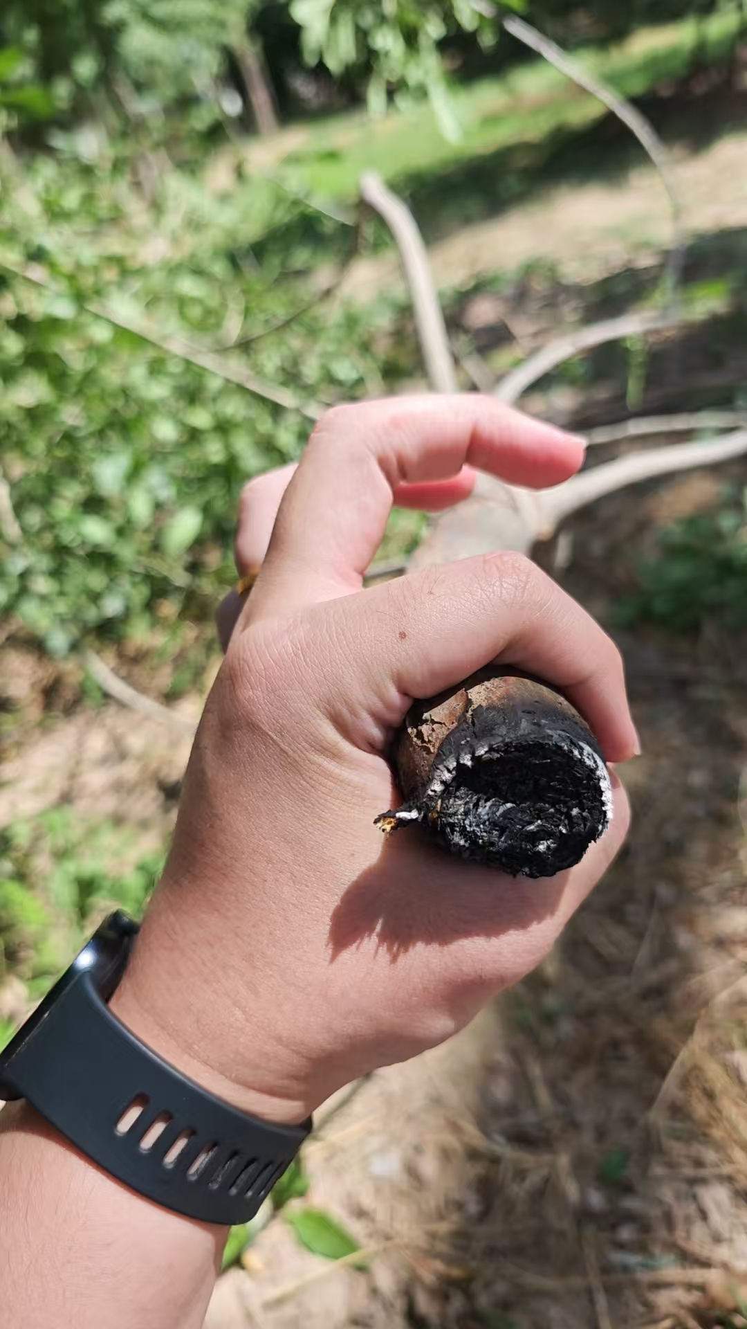 激光清障仪除树障现场